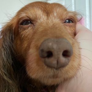 Meet your Posher, Hailey